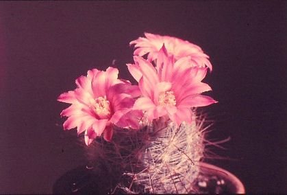 mammillaria-longiflora-3