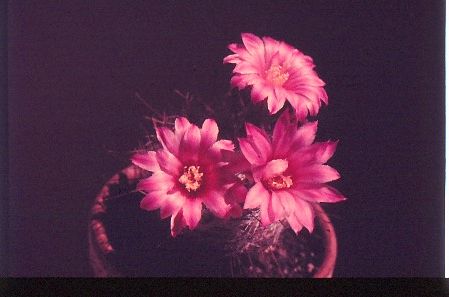 mammillaria-longiflora-4