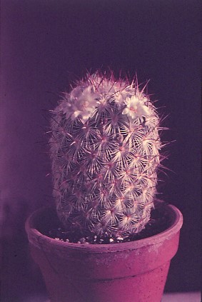 mammillaria-microhelia-1