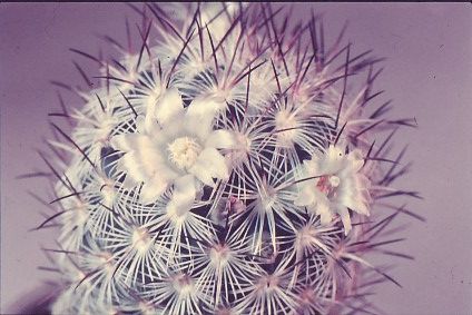 mammillaria-microhelia-2