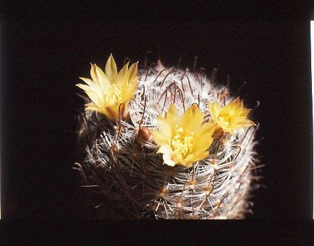 mammillaria-monancistracantha-1