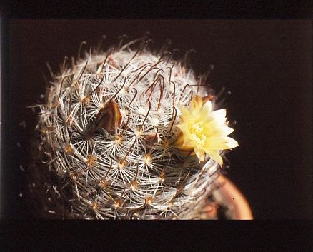 mammillaria-monancistracantha-2
