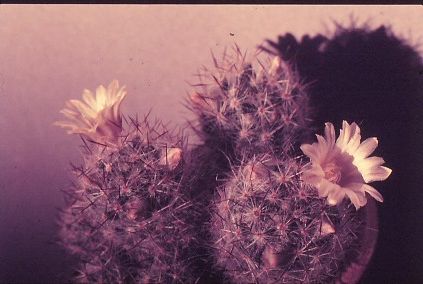 mammillaria-prolifera-2