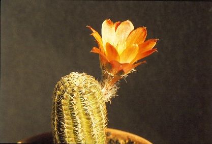 mammillaria-pygmaea-1