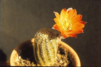 mammillaria-pygmaea-2