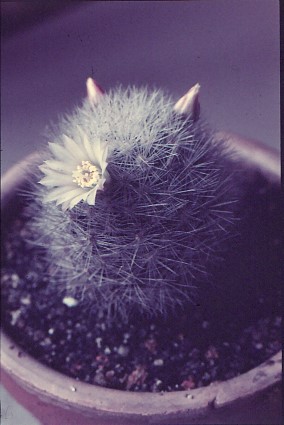 mammillaria-schwarzii-1