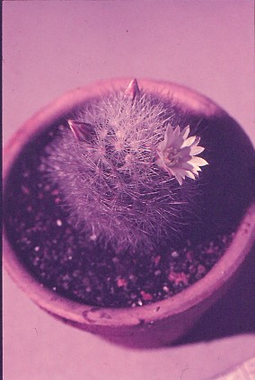 mammillaria-schwarzii-2