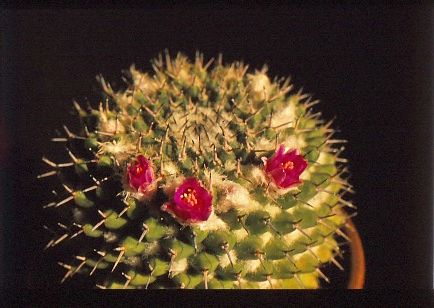mammillaria-sempervivi-1