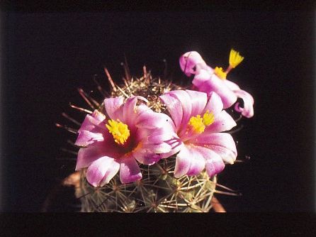 mammillaria-sheldonii-1