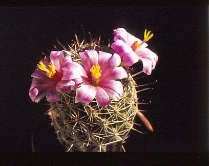 mammillaria-sheldonii-2