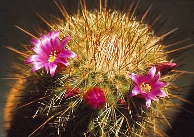 mammillaria-spinosissima-2
