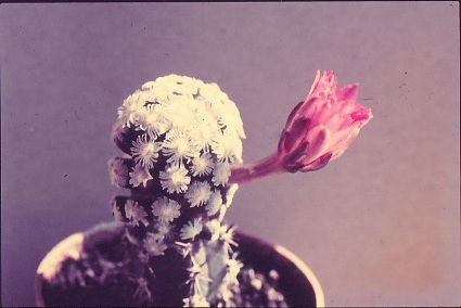 mammillaria-theresae-1