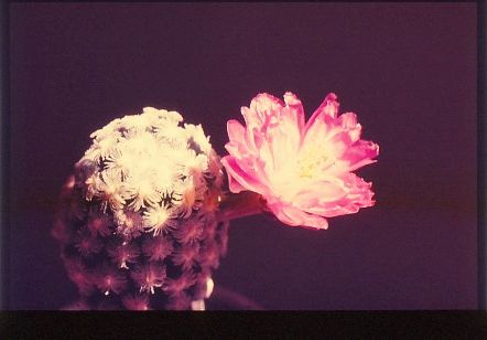 mammillaria-theresae-2