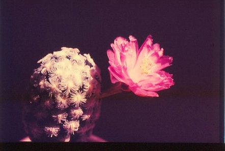 mammillaria-theresae-3