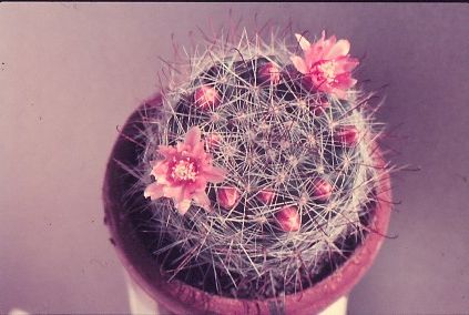 mammillaria-wildii-1