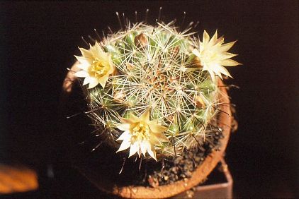 mammillaria-wildii-weiss-1