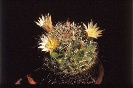 mammillaria-wildii-weiss-2