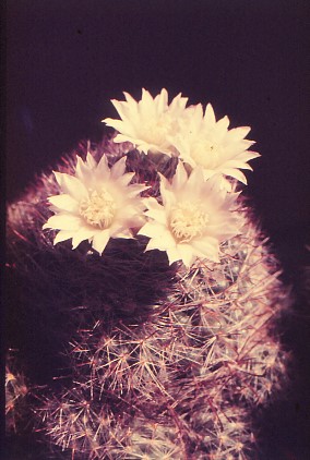 mammillaria-zeilmanniana-1