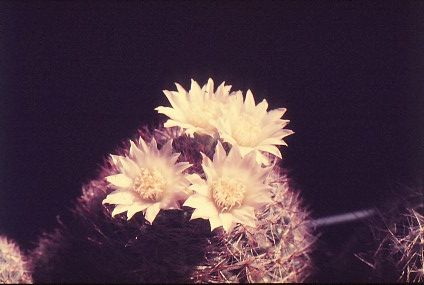 mammillaria-zeilmanniana-2