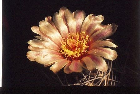 neochilenia-totoralensis-1