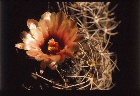 neochilenia-totoralensis-3