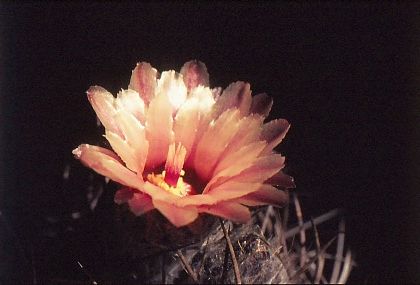 neochilenia-totoralensis-4