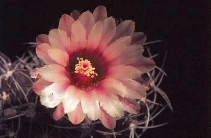 neochilenia-totoralensis-5