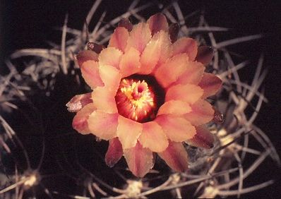 neochilenia-totoralensis-6