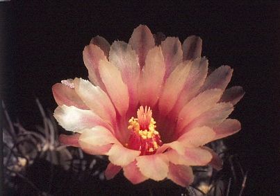 neochilenia-totoralensis-7