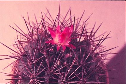 neoporteria-rapifera-1