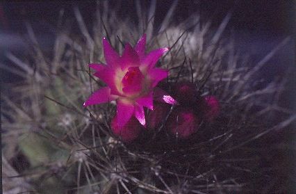 neoporteria-rapifera-6