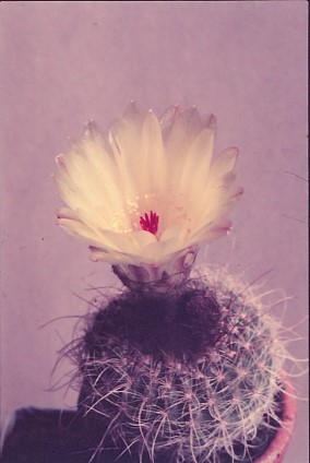 notocactus-apricus-1