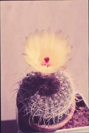 notocactus-apricus-2