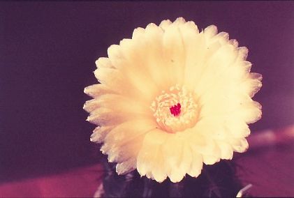 notocactus-blossfeldiana-HU23-1 (1)