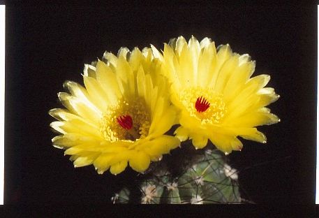 notocactus-blossfeldiana-HU23-2 (1)