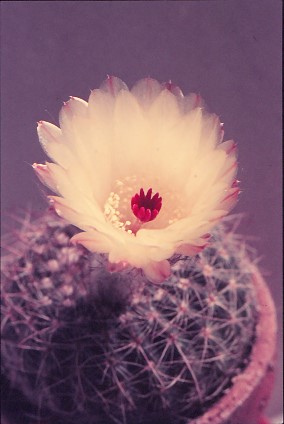 notocactus-concinnus-1