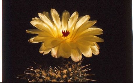 notocactus-mammulosus-1