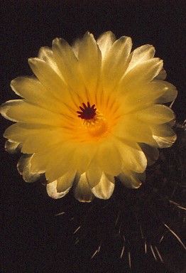 notocactus-mammulosus-2