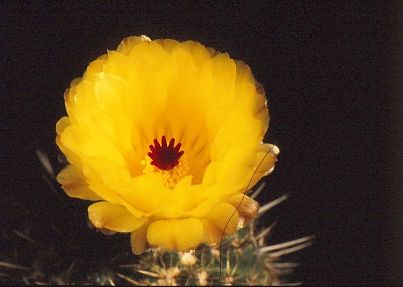 notocactus-mammulosus-3