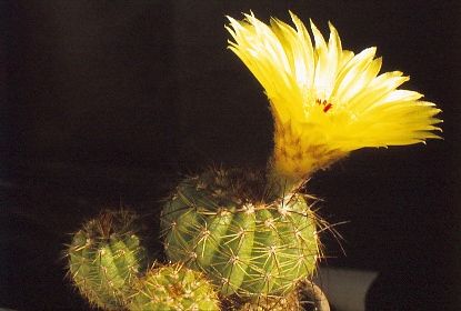 notocactus-ottonis-1