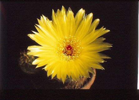 notocactus-ottonis-2