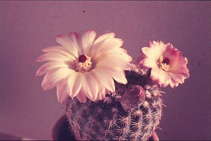 notocactus-rutilans-1