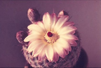 notocactus-rutilans-2