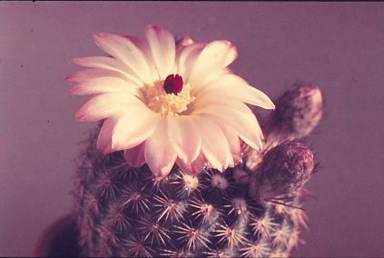 notocactus-rutilans-3