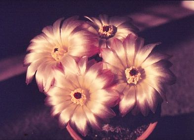 notocactus-rutilans-4