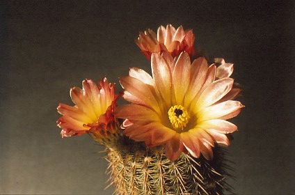 notocactus-rutilans-5