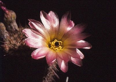 notocactus-rutilans-6
