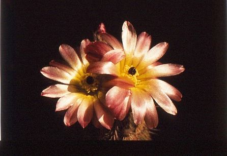 notocactus-rutilans-7