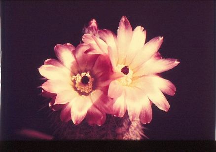 notocactus-rutilans-8