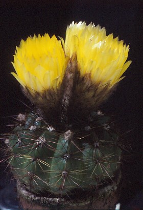 notocactus-spec-nov-i-1 (1)